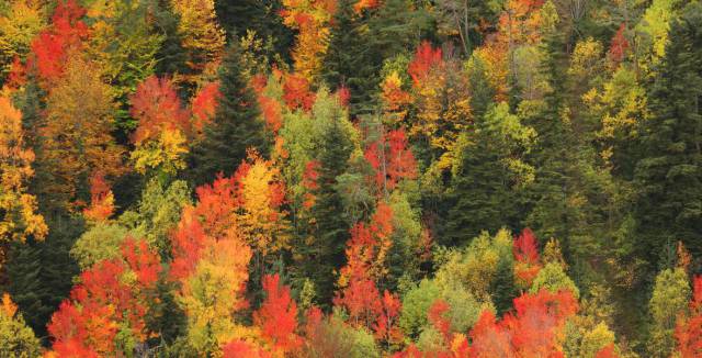 Autumnal colors in the Valley of Ordesa.