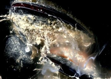 Así se aparean los mejillones