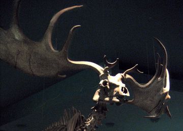 ¿Acabó el peso de la corona con el rey de los ciervos?