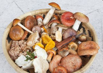 Claves para ir a recoger setas y no morir en el intento