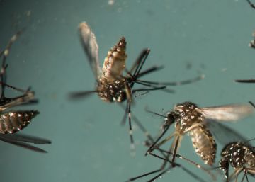 Mosquito 'Aedes aegypti', responsable de la transmisi&oacute;n del zika. 