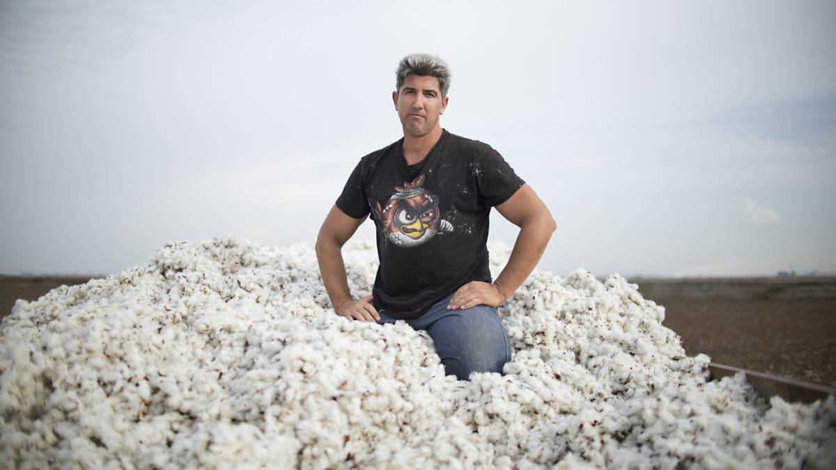 Un pisador de algodón sobre un remolque, en Sevilla.