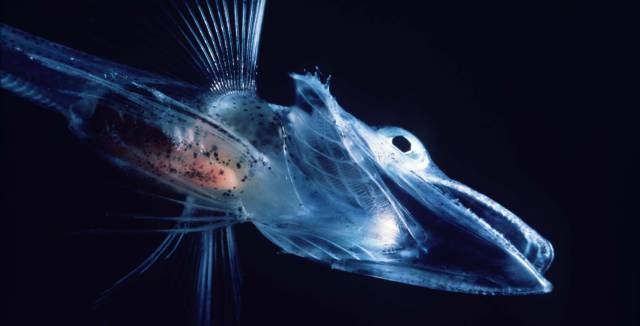 Imagen de un pez hielo en el océano Antártico.