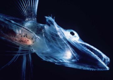 Los peces sin sangre (roja) en las venas