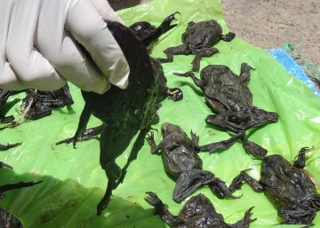 Ranas gigantes del Tititcaca muertas.