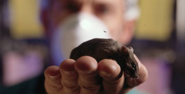 Los ratones son fundamentales para investigar muchas curas.