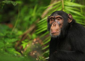 Un chimpanc&eacute; en el Parque Nacional de Kibale, en Uganda.