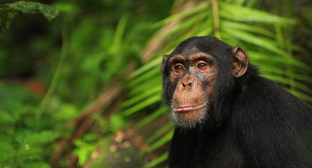 Un chimpanc&eacute; en el Parque Nacional de Kibale, en Uganda.