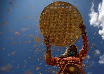 Una agricultora trabaja en un campo de Lalitpur (Nepal). 