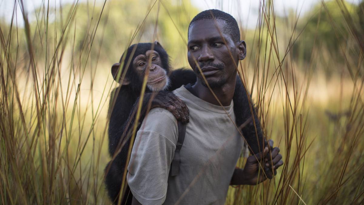 Douda Keita lleva al chimpancé Noel a pasear.
