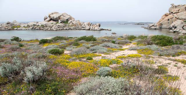 Paisaje mediterr&aacute;neo costero en la isla Lavezzi, C&oacute;rcega.