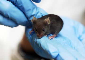 ¿Roen los ratones los cables de los aviones?