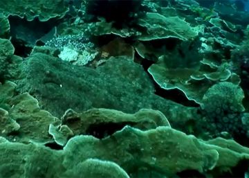 Así es el extraño tiburón de alfombra