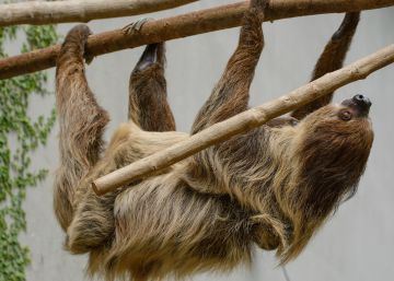 ¿Por qué son tan lentos los perezosos?