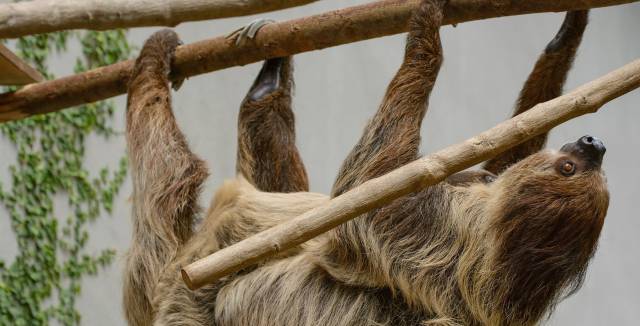 ¿Por qué son tan lentos los perezosos?