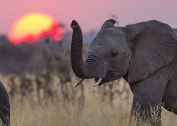 Los elefantes son un recurso esencial para el turismo africano.