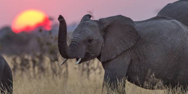 Los elefantes son un recurso esencial para el turismo africano.