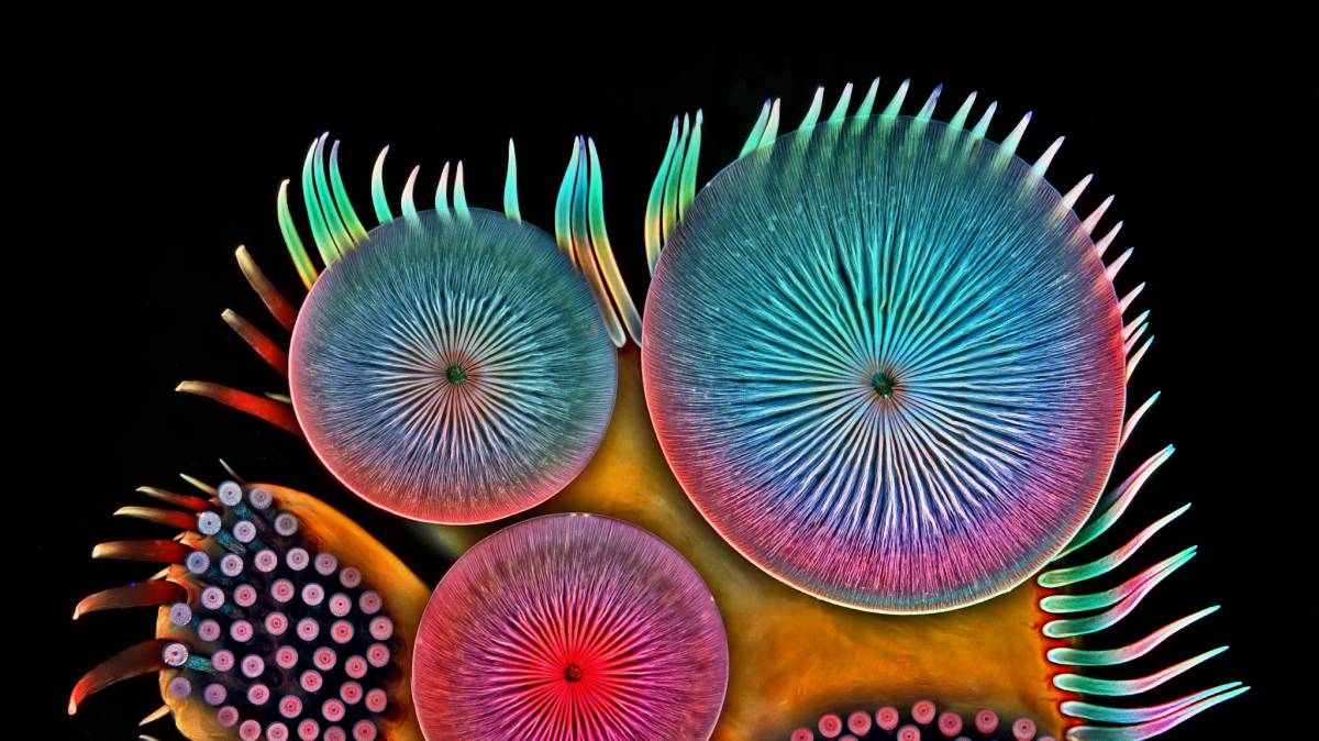 Pata delantera de un escarabajo buceador macho.