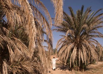 Un hombre camina entre palmeras secas en el oasis de Tafilalet, Marruecos, que est&aacute; desapareciendo debido al calentamiento global. 