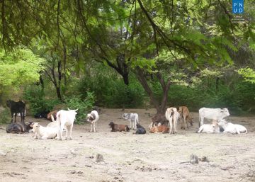 Tierra afectada por el cambio clim&aacute;tico en Per&uacute;.