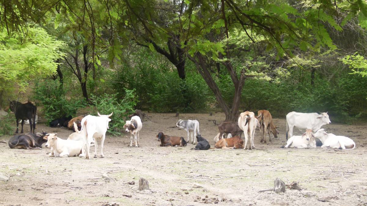 Tierra afectada por el cambio climático en Perú.