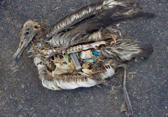 Cad&aacute;ver de un albatros en las islas Midway