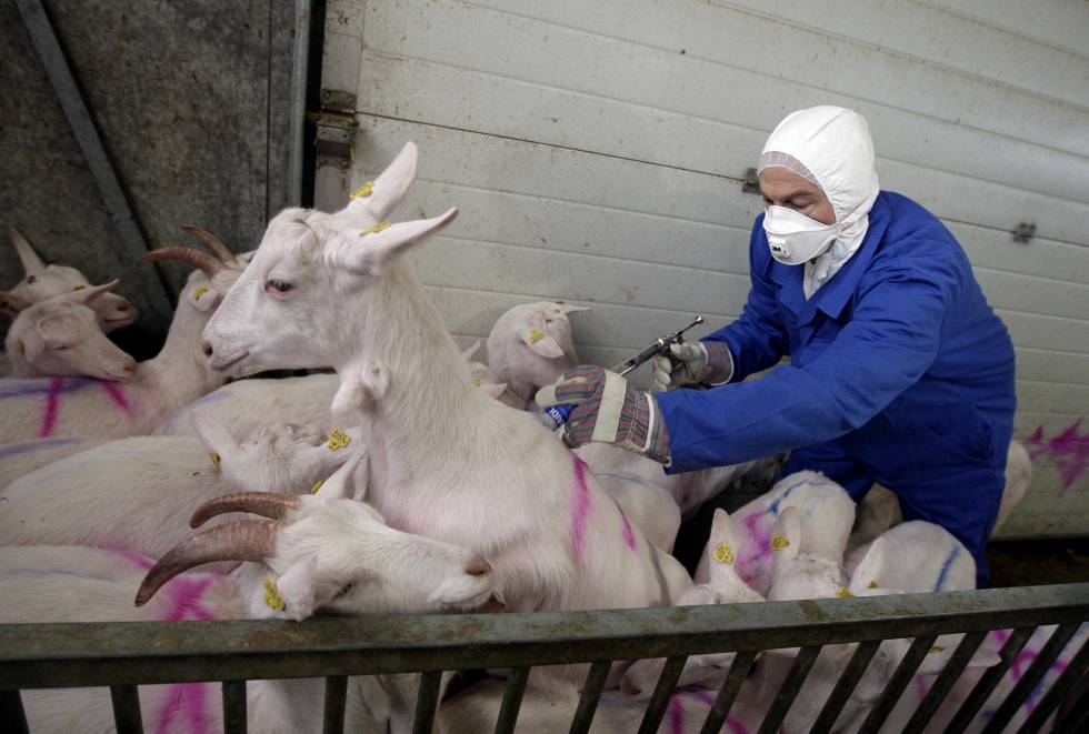 Enfermedades ganado: El precio de la fiebre Q de las cabras holandesas |  Opinión | EL PAÍS
