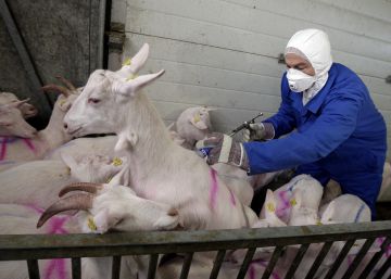Una persona vacunando a las cabras contra la fiebre Q