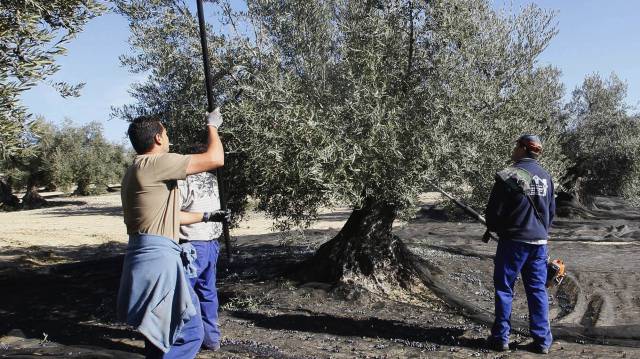 Recogida de aceituna en Córdoba.