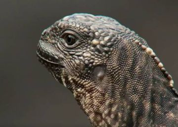 La impresionante persecución de decenas de serpientes a una iguana recién nacida