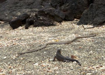Por qué esta es la mejor escena de naturaleza de la historia