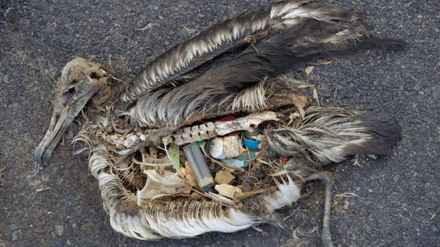Cadáver de un albatros en las islas Midway.