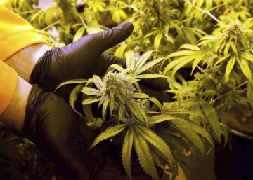 Tres Estados legalizan la marihuana en Estados Unidos
