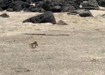 El Hitchcock de la naturaleza