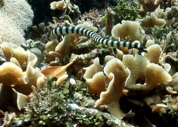 Conoce a una de las serpientes marinas más venenosas del mundo