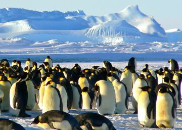 Cómo entender la conducta agresiva de los animales en cinco fáciles pasos