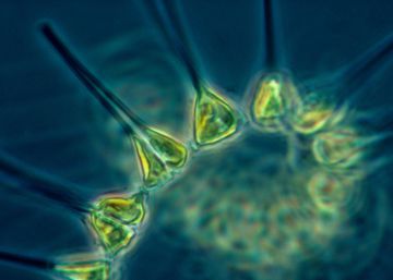 Imagen de un organismo marino vivo.