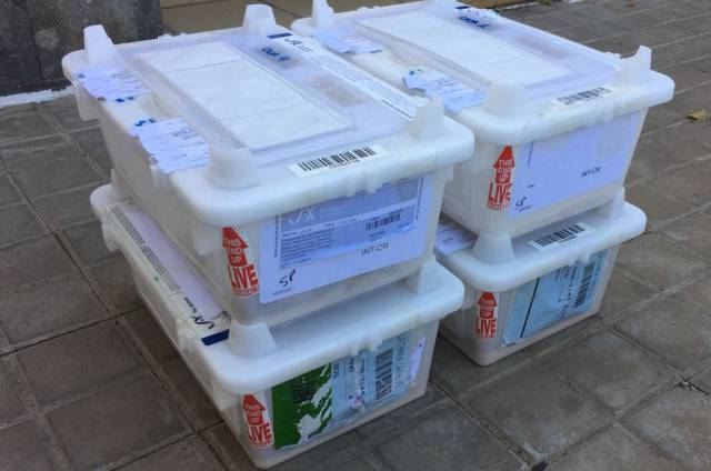 Las cuatro cajas con los ratones, a su llegada a Canarias.