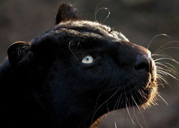Solo existen unos 600 jaguares negros en libertad.
