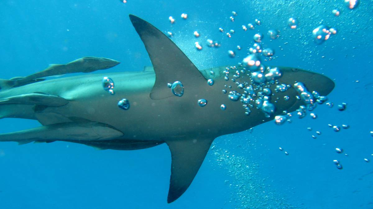 Imagen de un tiburon en aguas de Durban (Sudáfrica).