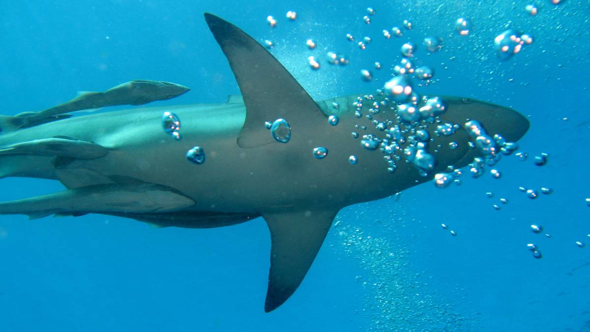Imagen de un tiburón en aguas de Durban, Sudáfrica.