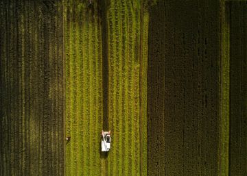 Cosecha de arroz en Moagang, a las afueras de Shangh&aacute;i (China).