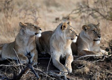 Más allá de la iguana y las serpientes: los mejores documentales de naturaleza del siglo