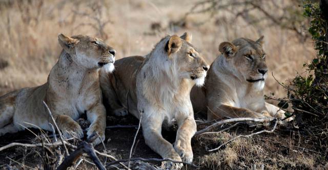 Un grupo de leones descansa en el Masai Mara (Kenia).
