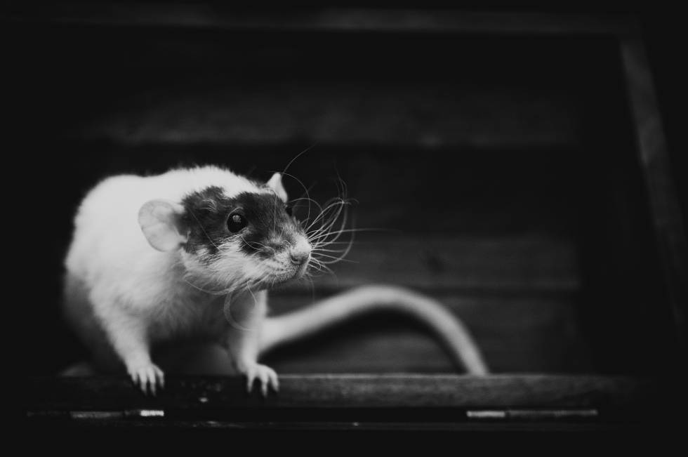 Rata en las escaleras de una casa.rn rn rn