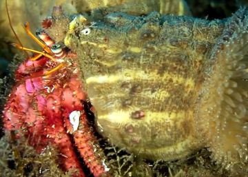 Descubre las técnicas de camuflaje de la fauna marina más desconocida