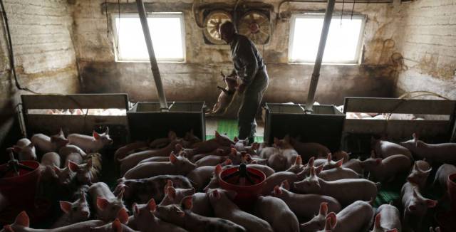 Una granja de cerdos en G&aacute;lvez (Toledo).