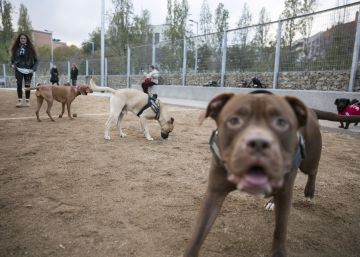 Barcelona ja té platja d’hivern per a gossos