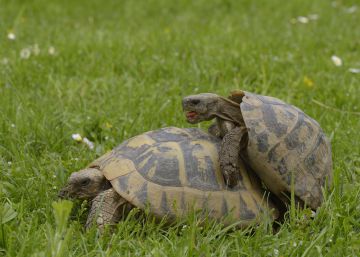 Fotogaleria | Les úniques 11 espècies del nou Zoo de Barcelona