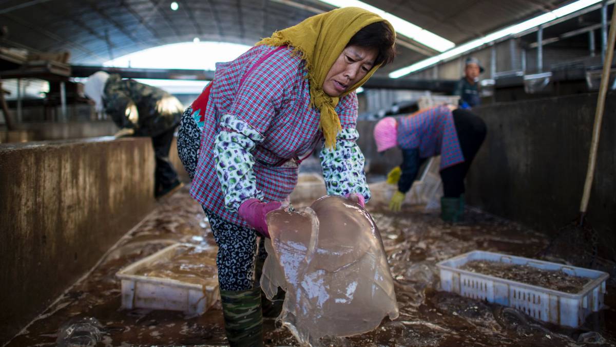 Una mujer clasifica medusas en la fábrica de salmuera de Xianrendao.